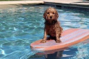 dog on swimming pool