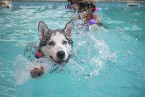 swimming dog for Special Promotions of MPS
